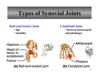 Types of Synovial Joints Ball-and-Socket Joint hip shoulder Condyloid Joint between metacarpals and phalanges 