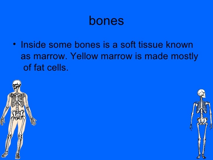 Skeletal System Lizzie Chance