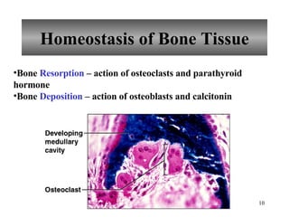 Homeostasis of Bone Tissue Bone  Resorption  – action of osteoclasts and parathyroid hormone Bone  Deposition  – action of osteoblasts and calcitonin 