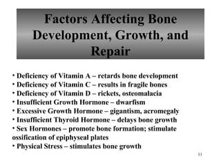 Factors Affecting Bone Development, Growth, and Repair Deficiency of Vitamin A – retards bone development Deficiency of Vitamin C – results in fragile bones  Deficiency of Vitamin D – rickets, osteomalacia Insufficient Growth Hormone – dwarfism Excessive Growth Hormone – gigantism, acromegaly  Insufficient Thyroid Hormone – delays bone growth Sex Hormones – promote bone formation; stimulate ossification of epiphyseal plates Physical Stress – stimulates bone growth 