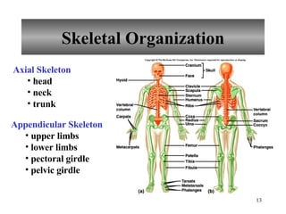 Skeletal Organization Axial Skeleton head  neck  trunk Appendicular Skeleton upper limbs lower limbs pectoral girdle pelvic girdle 