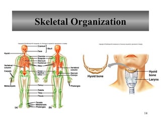 Skeletal Organization 