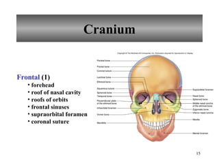Cranium Frontal  (1) forehead roof of nasal cavity roofs of orbits frontal sinuses supraorbital foramen coronal suture 