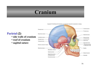 Cranium Parietal  (2) side walls of cranium roof of cranium sagittal suture 