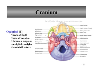 Cranium Occipital  (1) back of skull base of cranium foramen magnum occipital condyles lambdoid suture 