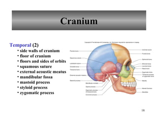 Cranium Temporal  (2) side walls of cranium floor of cranium floors and sides of orbits squamous suture external acoustic meatus mandibular fossa mastoid process styloid process zygomatic process 