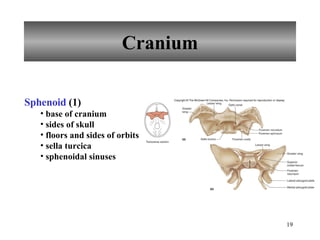 Cranium Sphenoid  (1) base of cranium sides of skull floors and sides of orbits sella turcica sphenoidal sinuses 
