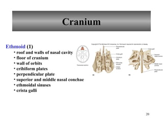 Cranium Ethmoid  (1) roof and walls of nasal cavity floor of cranium wall of orbits cribiform plates perpendicular plate superior and middle nasal conchae ethmoidal sinuses crista galli 