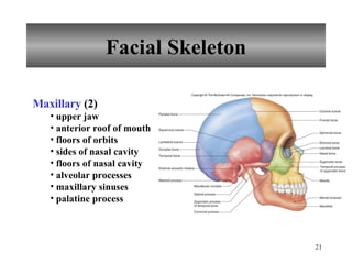 Facial Skeleton Maxillary  (2) upper jaw anterior roof of mouth floors of orbits sides of nasal cavity floors of nasal cavity alveolar processes maxillary sinuses palatine process 