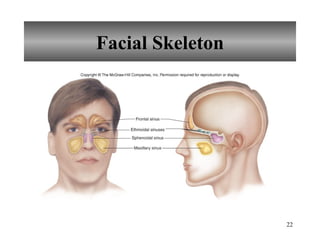 Facial Skeleton 