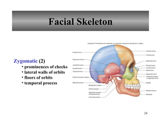 Facial Skeleton Zygomatic  (2)  prominences of cheeks lateral walls of orbits floors of orbits temporal process 