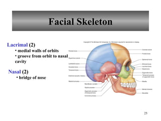 Facial Skeleton Lacrimal  (2) medial walls of orbits groove from orbit to nasal cavity Nasal  (2) bridge of nose 