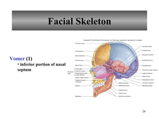 Facial Skeleton Vomer  (1) inferior portion of nasal septum 