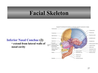 Facial Skeleton Inferior Nasal Conchae  (2) extend from lateral walls of nasal cavity 