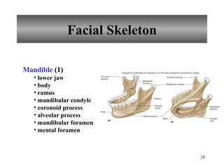Facial Skeleton Mandible  (1) lower jaw body ramus mandibular condyle coronoid process alveolar process mandibular foramen mental foramen 