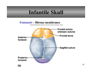 Infantile Skull Fontanels  – fibrous membranes 