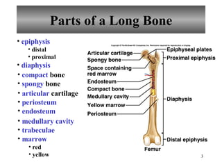 Parts of a Long Bone epiphysis distal proximal diaphysis compact  bone spongy  bone articular  cartilage periosteum endosteum medullary cavity trabeculae marrow red yellow 