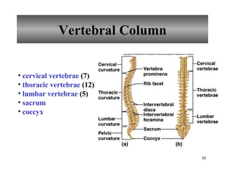 Vertebral Column cervical vertebrae  (7) thoracic vertebrae  (12) lumbar vertebrae  (5) sacrum   coccyx 