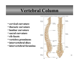 Vertebral Column cervical curvature thoracic curvature lumbar curvature sacral curvature rib facets vertebra prominens intervertebral discs intervertebral foramina 