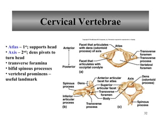 Cervical Vertebrae Atlas  – 1 st ; supports head Axis  – 2 nd ; dens pivots to turn head transverse foramina bifid spinous processes vertebral prominens – useful landmark 