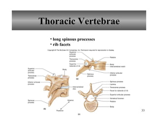 Thoracic Vertebrae long spinous processes rib facets 
