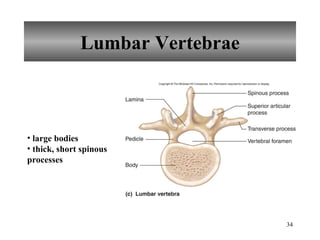 Lumbar Vertebrae large bodies thick, short spinous processes 