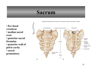 Sacrum five fused vertebrae median sacral crest posterior sacral foramina posterior wall of pelvic cavity sacral promontory 