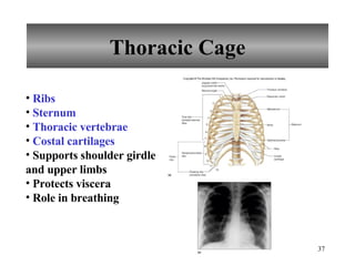 Thoracic Cage Ribs Sternum Thoracic vertebrae Costal cartilages Supports shoulder girdle and upper limbs Protects viscera Role in breathing 