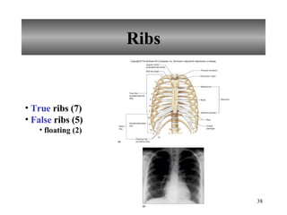 Ribs True  ribs (7) False  ribs (5) floating (2) 