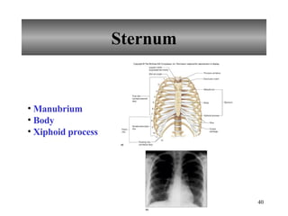 Sternum Manubrium Body Xiphoid process 