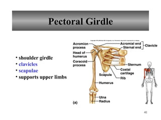 Pectoral Girdle shoulder girdle  clavicles scapulae supports upper limbs 