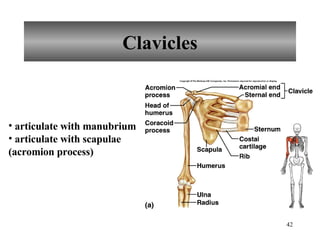 Clavicles articulate with manubrium articulate with scapulae (acromion process) 