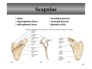 Scapulae spine supraspinous fossa infraspinous fossa acromion process coracoid process glenoid cavity 