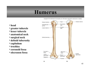 Humerus head greater tubercle lesser tubercle anatomical neck surgical neck deltoid tuberosity capitulum trochlea coronoid fossa olecranon fossa 
