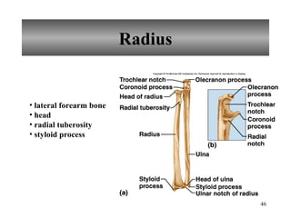 Radius lateral forearm bone head radial tuberosity styloid process 