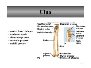 Ulna medial forearm bone trochlear notch olecranon process coronoid process styloid process 