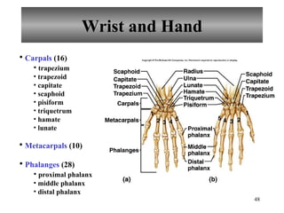 Wrist and Hand Carpals  (16) trapezium trapezoid capitate scaphoid pisiform triquetrum hamate lunate Metacarpals  (10) Phalanges  (28) proximal phalanx middle phalanx distal phalanx 