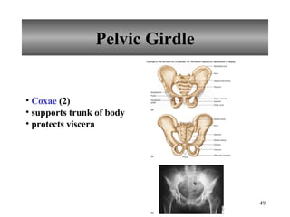 Pelvic Girdle Coxae  (2) supports trunk of body protects viscera 