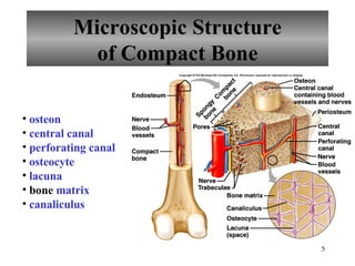 Microscopic Structure of Compact Bone osteon central canal perforating canal osteocyte lacuna bone  matrix canaliculus 