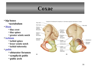 Coxae hip bones acetabulum ilium iliac crest iliac spines greater sciatic notch ischium ischial spines lesser sciatic notch ischial tuberosity pubis obturator foramen symphysis pubis pubic arch 