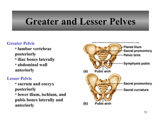 Greater and Lesser Pelves Greater Pelvis lumbar vertebrae posteriorly iliac bones laterally abdominal wall anteriorly Lesser Pelvis sacrum and coccyx posteriorly lower ilium, ischium, and pubis bones laterally and anteriorly 