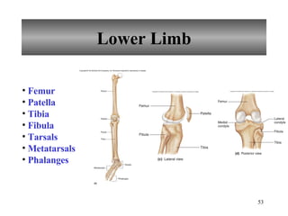 Lower Limb Femur Patella Tibia Fibula Tarsals Metatarsals Phalanges 