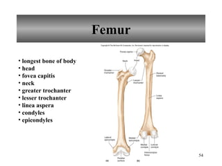 Femur longest bone of body head fovea capitis neck greater trochanter lesser trochanter linea aspera condyles epicondyles 