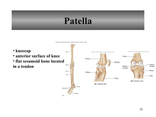 Patella kneecap anterior surface of knee flat sesamoid bone located in a tendon 