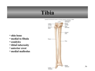 Tibia shin bone medial to fibula condyles tibial tuberosity anterior crest medial malleolus 
