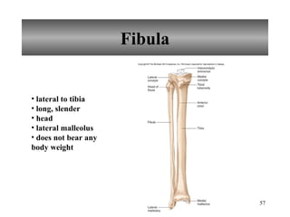 Fibula lateral to tibia long, slender head lateral malleolus does not bear any body weight 