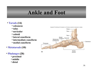Ankle and Foot Tarsals  (14) calcaneus talus navicular cuboid lateral cuneiform intermediate cuneiform medial cuneiform Metatarsals  (10) Phalanges  (28) proximal middle distal 