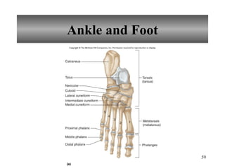Ankle and Foot 