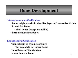 Bone Development Intramembranous Ossification bones originate within sheetlike layers of connective tissues broad, flat bones skull bones (except mandible) intramembranous bones Endochondral Ossification bones begin as hyaline cartilage form models for future bones most bones of the skeleton endochondral bones 