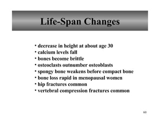 Life-Span Changes decrease in height at about age 30 calcium levels fall bones become brittle osteoclasts outnumber osteoblasts spongy bone weakens before compact bone bone loss rapid in menopausal women hip fractures common vertebral compression fractures common 